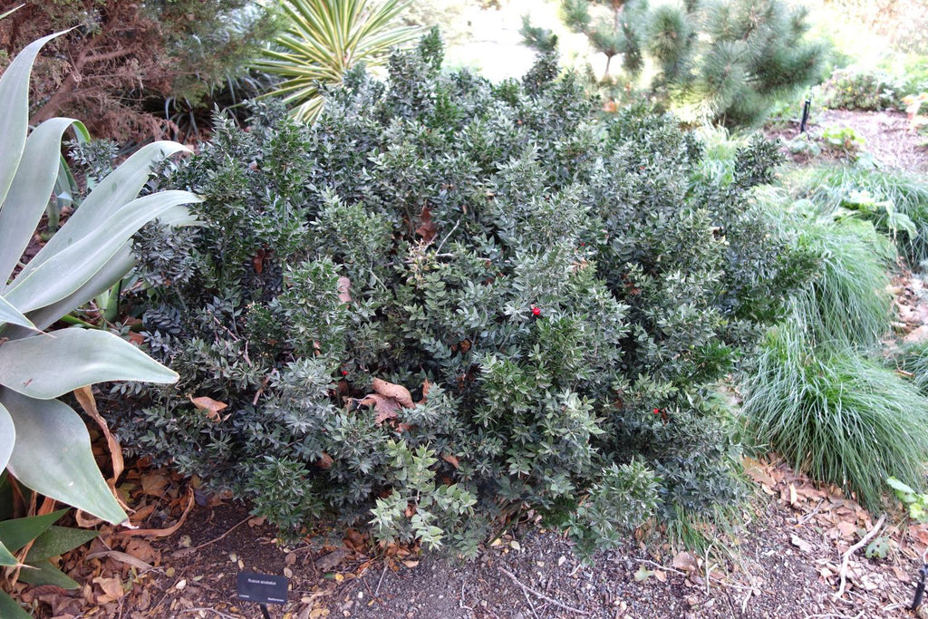 Ruscus aculeatus BUTCHER'S BROOM – Ferri Seeds