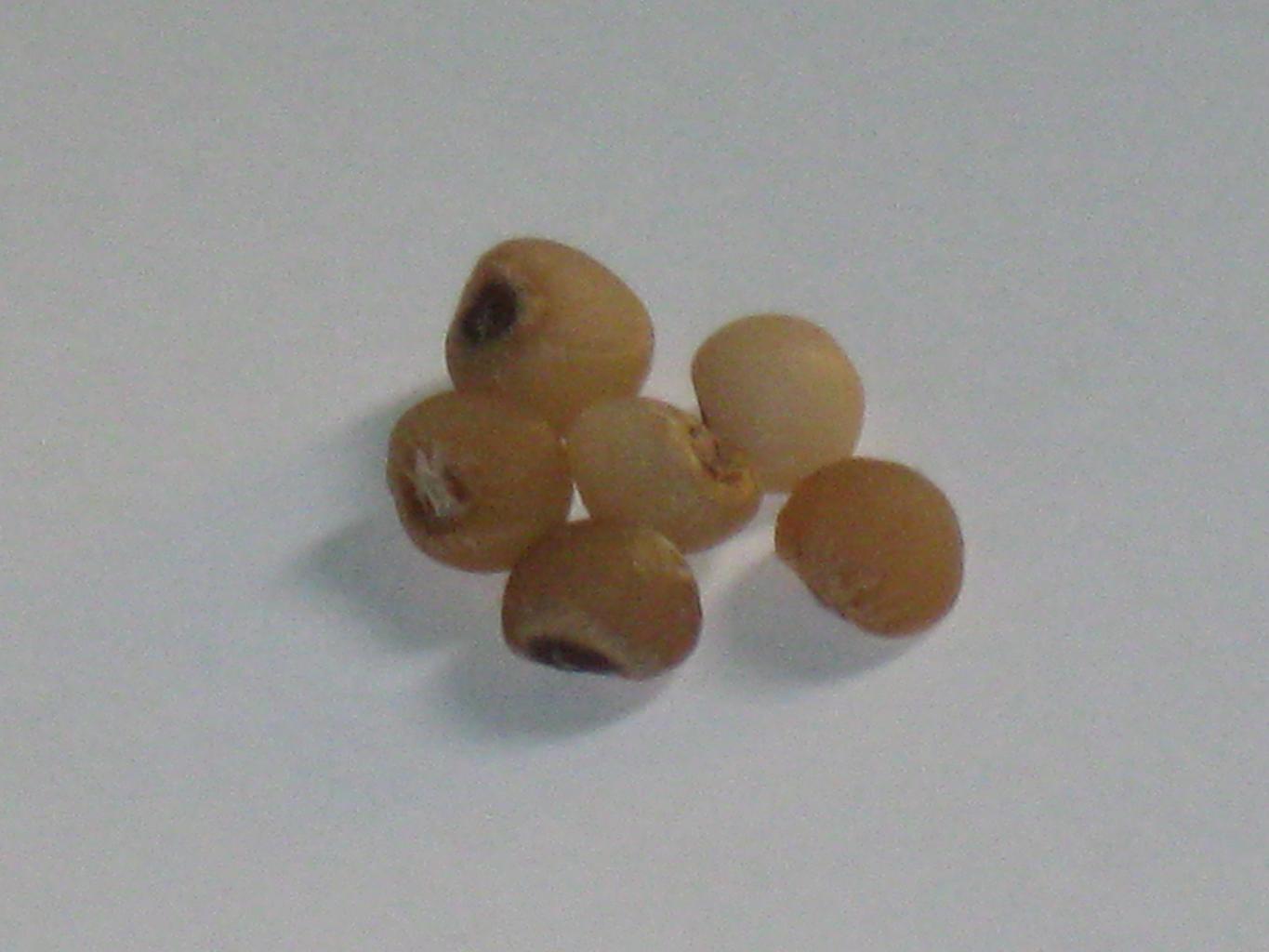 italian ruscus plant seeds Ruscus aculeatus BUTCHER'S BROOM – Ferri Seeds