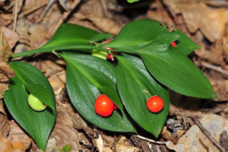 Ruscus hypoglossum <br>SPINELESS BUTCHER'S BROOM, MOUSE THORN