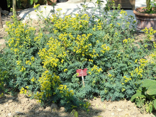 Ruta graveolens <br>COMMON RUE