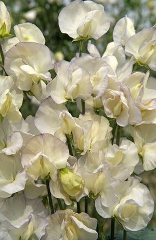 Lathyrus odoratus <br>SWEET PEA 'OLD TIMES'