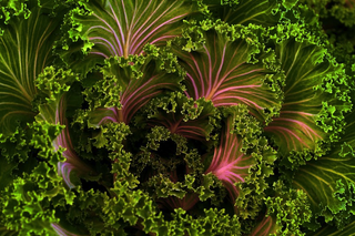 RED TRUMPET CABBAGE <br>Brassica rapa pekinensis