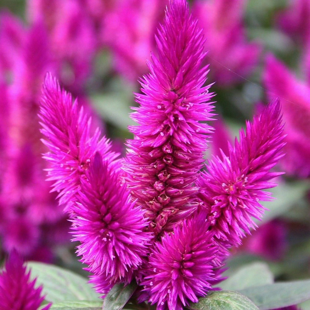 Celosia spicata CELWAY PURPLE CELOSIA – Ferri Seeds