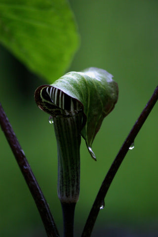 Arisaema speciosum <br>HIMALAYAN GIANT COBRA LILY