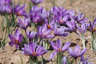 Crocus sativus <br>SAFFRON BULBS (not seeds)