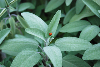 Salvia apiana <br>WHITE SAGE, SACRED SAGE