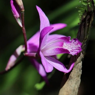 Bletilla striata <br>HYACINTH GROUND ORCHID