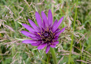 Tragopogon porrifolius