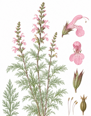Salvia jurisicii <br>SOFT PINK JURISIC SAGE, FEATHERED CUTT LEAVED SAGE
