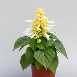 Salvia splendens <br>VISTA WHITE SALVIA