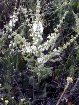 Salvia argentea <br>SAGE SILVER, ARTEMIS