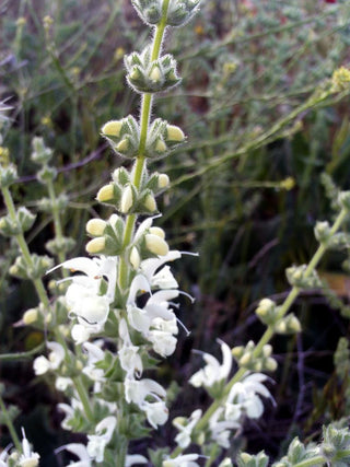 Salvia argentea <br>SAGE SILVER, ARTEMIS