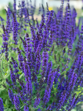 Salvia nemorosa <br>SAGE WOODLAND 'BLUE QUEEN'