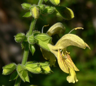 Salvia glutinosa <br>STICKY SAGE, JUPITER'S SAGE
