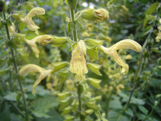 Salvia glutinosa <br>STICKY SAGE, JUPITER'S SAGE