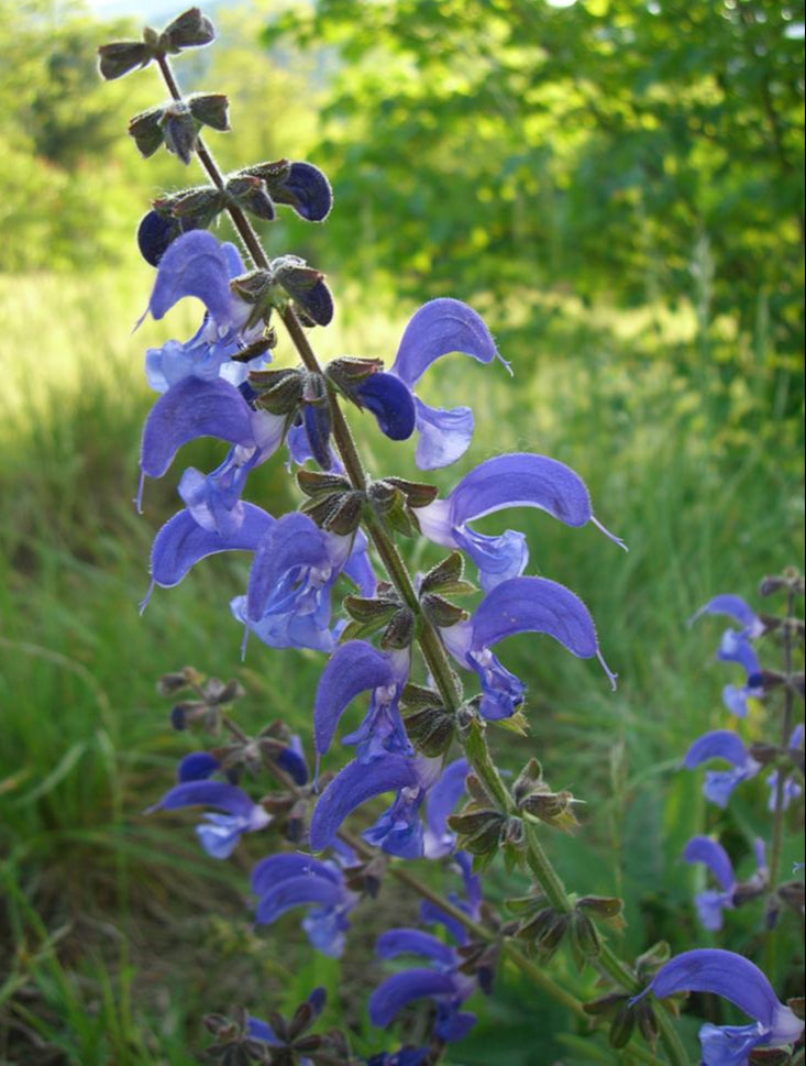 Salvia Pratensis SAGE MEADOW MEADOW CLARY Ferri Seeds salvia-pratensis-sage-meadow-meadow-clary-ferri-seeds