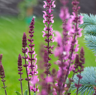 Salvia nemorosa <br>SAGE WOODLAND COMPACT ROSE MERLEAU