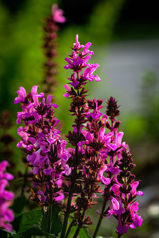 Salvia superba <br>SAGE WOODLAND 'ROSE QUEEN'