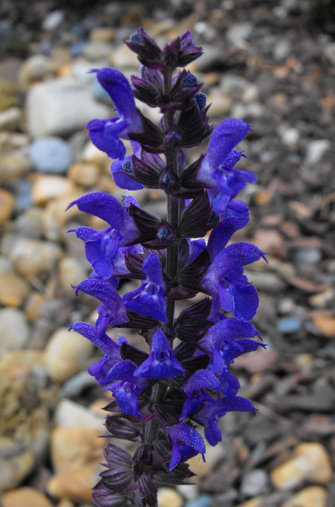 Salvia farinacea SAGE 'VICTORIA BLUE' – Ferri Seeds