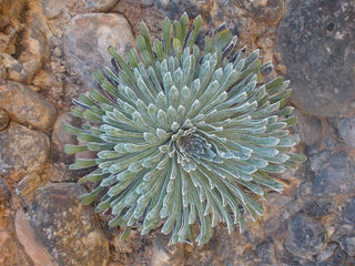 Saxifraga longifolia <br>LONG-LEAVED SAXIFRAGE