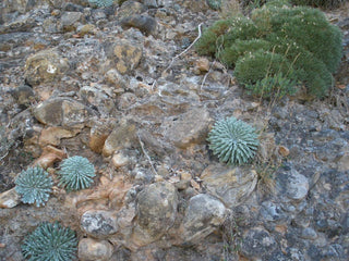 Saxifraga longifolia <br>LONG-LEAVED SAXIFRAGE