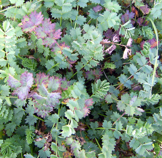 Sanguisorba minor <br>BURNET, PIMPERNELLE