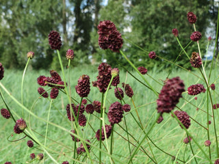 Sanguisorba officinalis GREAT BURNET