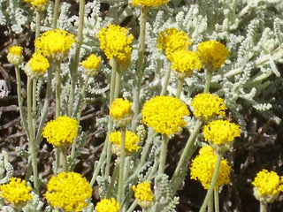 Santolina chamaecyparissus ssp. tomentosa <br>COTTON LAVENDER