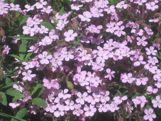 Saponaria ocymoides <br>WHITE ROCK SOAPWORT