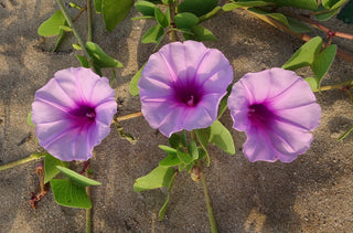 Ipomoea pes-caprae <br>BEACH MORNING GLORY, BAY HOPS, GOAT'S FOOT