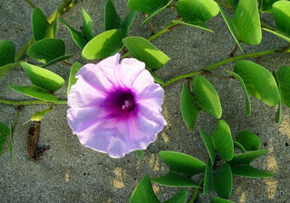 Ipomoea pes-caprae <br>BEACH MORNING GLORY, BAY HOPS, GOAT'S FOOT