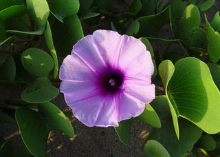 Ipomoea pes-caprae <br>BEACH MORNING GLORY, BAY HOPS, GOAT'S FOOT
