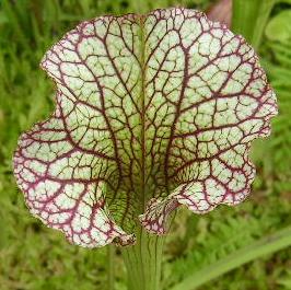 Sarracenia leucophylla x flava <br>PITCHER PLANT