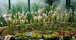 Sarracenia leucophylla x flava <br>PITCHER PLANT