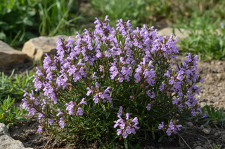 Satureja montana purple flowers