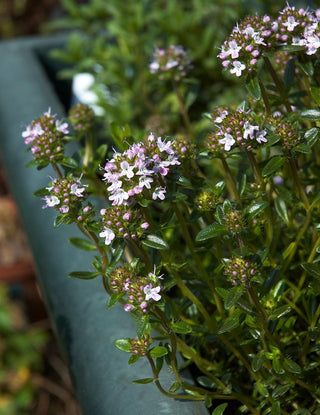 Satureja montana WINTER SAVORY.