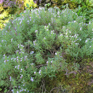 Satureja montana ssp. illyrica <br>PURPLE WINTER SAVORY