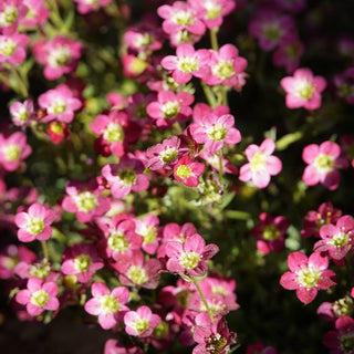 Saxifraga ardensii <br>PINK MOSS ROSE, SAXIFRAGE