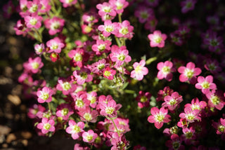 Saxifraga ardensii <br>PINK MOSS ROSE, SAXIFRAGE