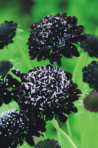 Scabiosa atropurpurea <br>PINCUSHION 'BLACK KNIGHT'