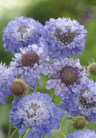 Scabiosa atropurpurea <br>PINCUSHION 'OXFORD BLUE'