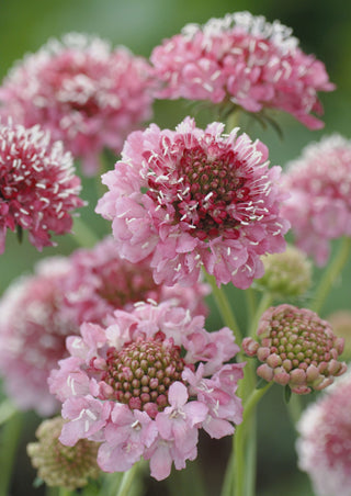 Scabiosa atropurpurea <br>PINCUSHION 'SALMON QUEEN'