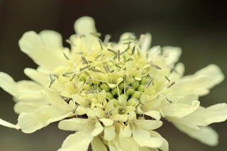 Cephalaria alpina <br>Alpine scabious