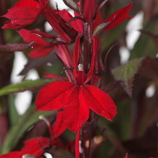Lobelia speciosa <br>CARDINAL FLOWER 'STARSHIP SCARLET'