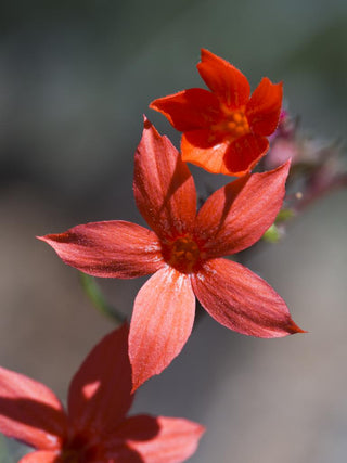 Ipomopsis aggregata <br>SCARLET GILIA