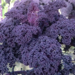 Brassica oleracea <br>KALE SCARLETBOR