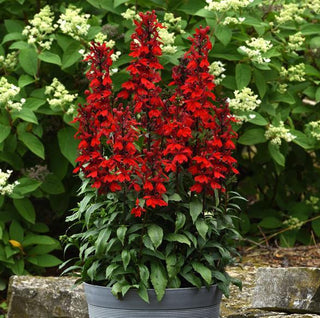Lobelia speciosa <br>CARDINAL FLOWER 'STARSHIP SCARLET'