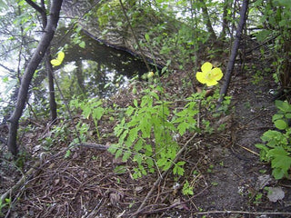 Meconopsis cambrica, Papaver cambricum <br>WELSH YELLOW POPPY