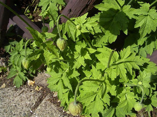 Meconopsis cambrica, Papaver cambricum <br>WELSH YELLOW POPPY