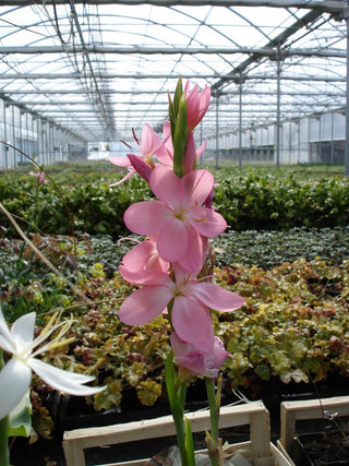 Hesperantha coccinea <br>CRIMSON FLAG LILY